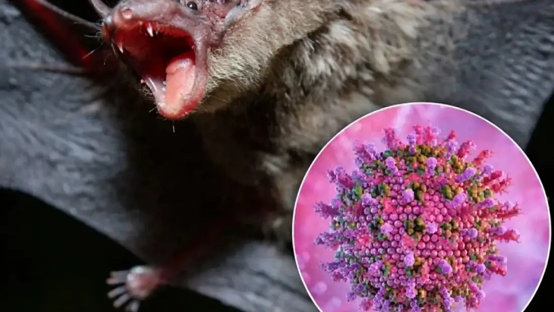 Dünyada Nipah Virüsü Alarmı