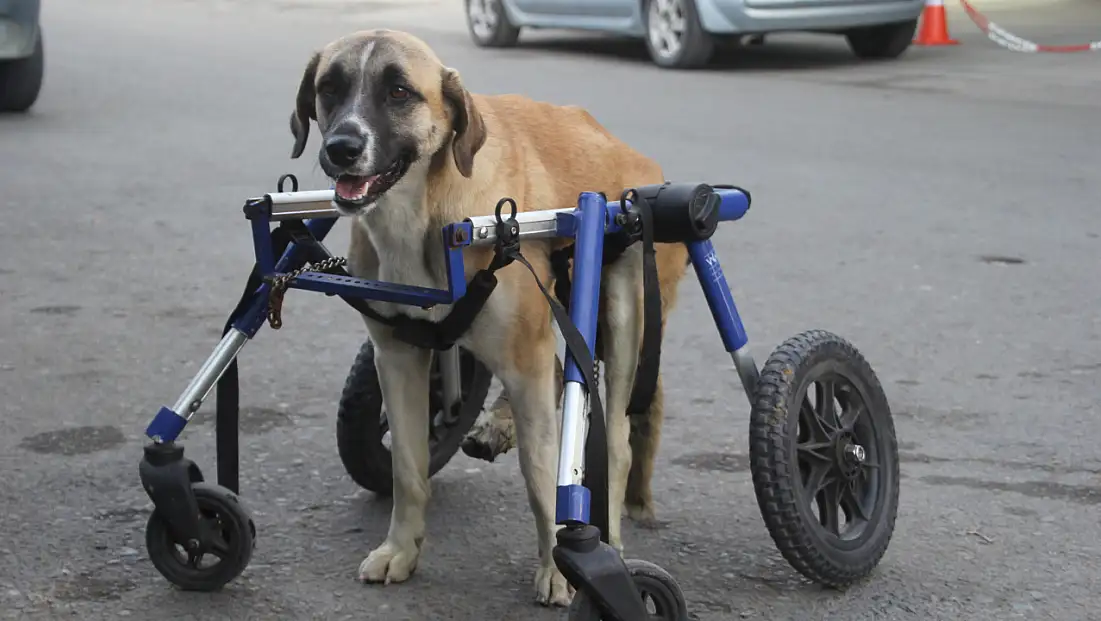 Minibüs Çarpan Köpeğe Yardım Eli Uzandı