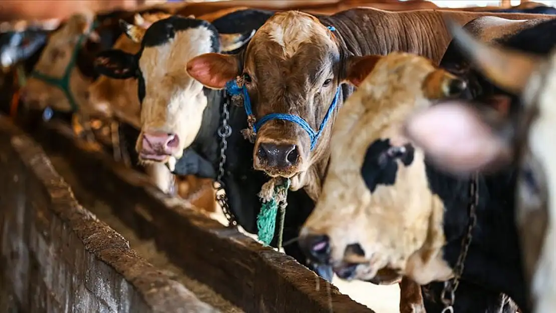 2025 yılı kurban kesim bedelleri belli oldu!
