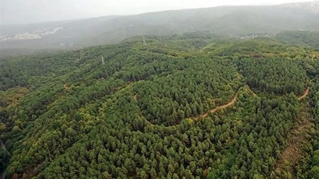 27 İlde Ormanlara Girişler Yasaklandı! Bu Tarihler Arası Girişler Yasak