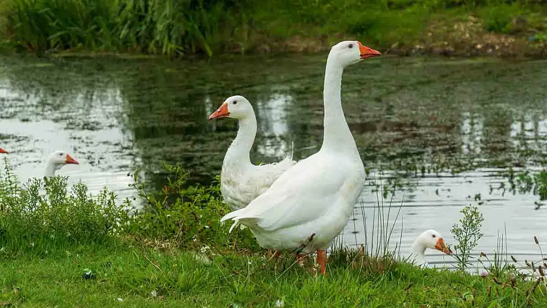 5 vakit ezan sesiyle camiye giden kaz