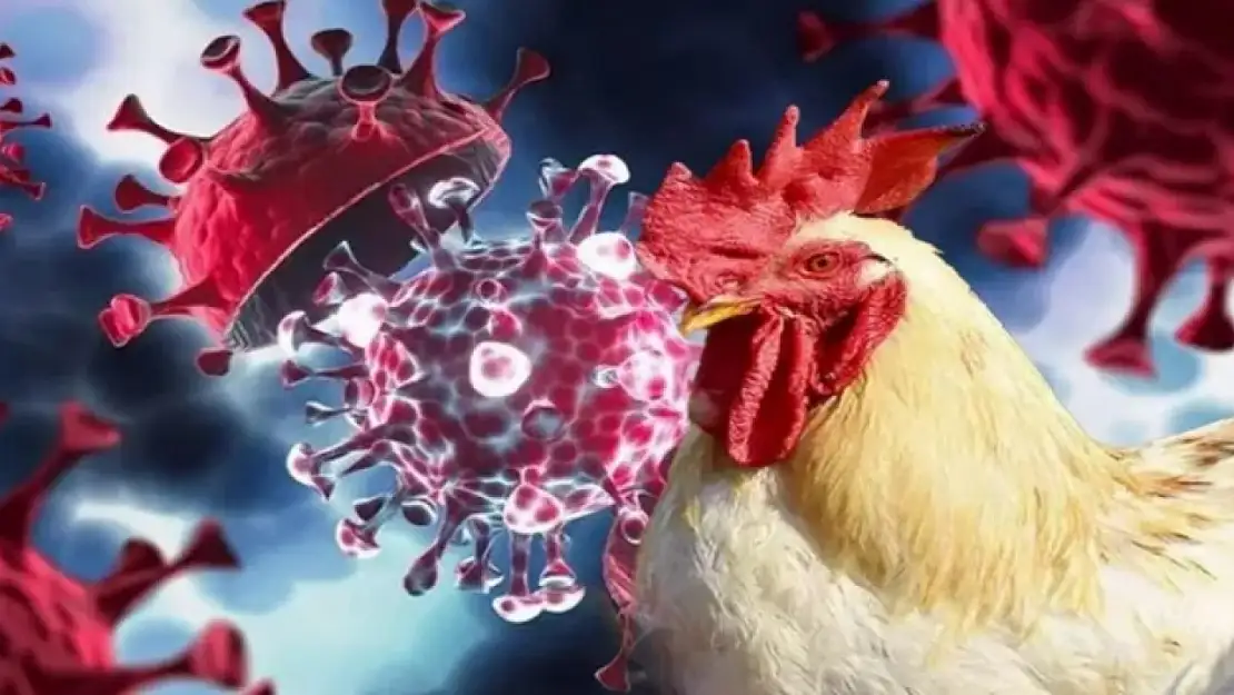 ABD'nin Kaliforniya Eyaletinde H5N1 Kuş Gribi nedeniyle OHAL İlan Edildi!