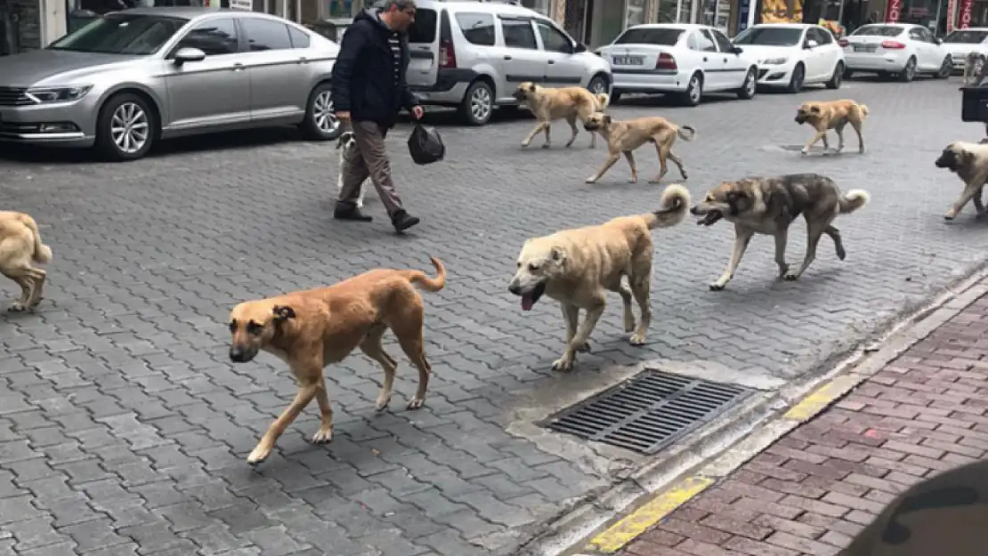 AK Parti'de Gündem Sokak Köpekleri!