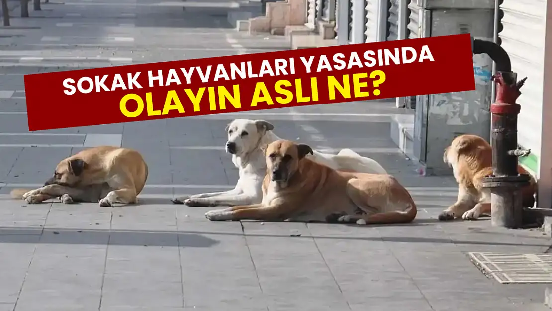 AK Parti'nin Sokak Hayvanları İle İlgili Yasa Çalışması Var mı? İçeriği Neyi Kapsıyor?