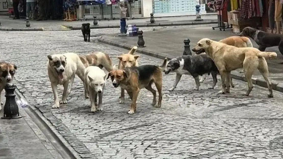 AK Parti Sokak Köpekleriyle İlgili Çalışmasını Tamamladı