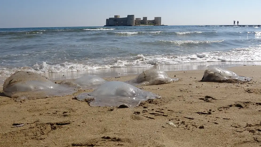 Akdeniz Sahilinde Denizanası İstilası Turizmi Tehdit Ediyor