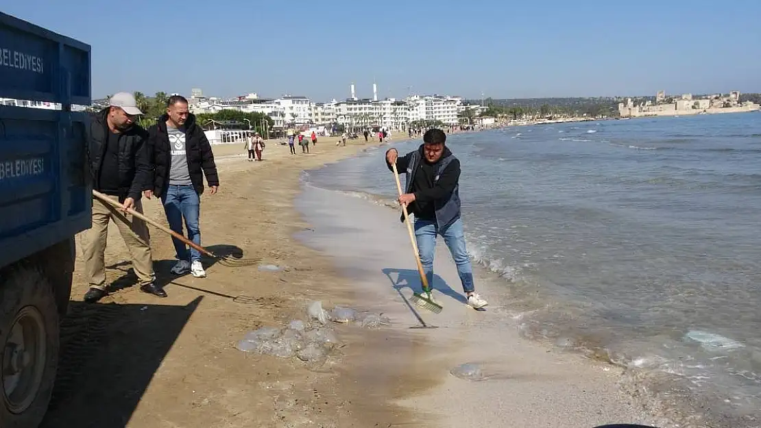 Akdeniz Sahilinde Denizanası Temizliği