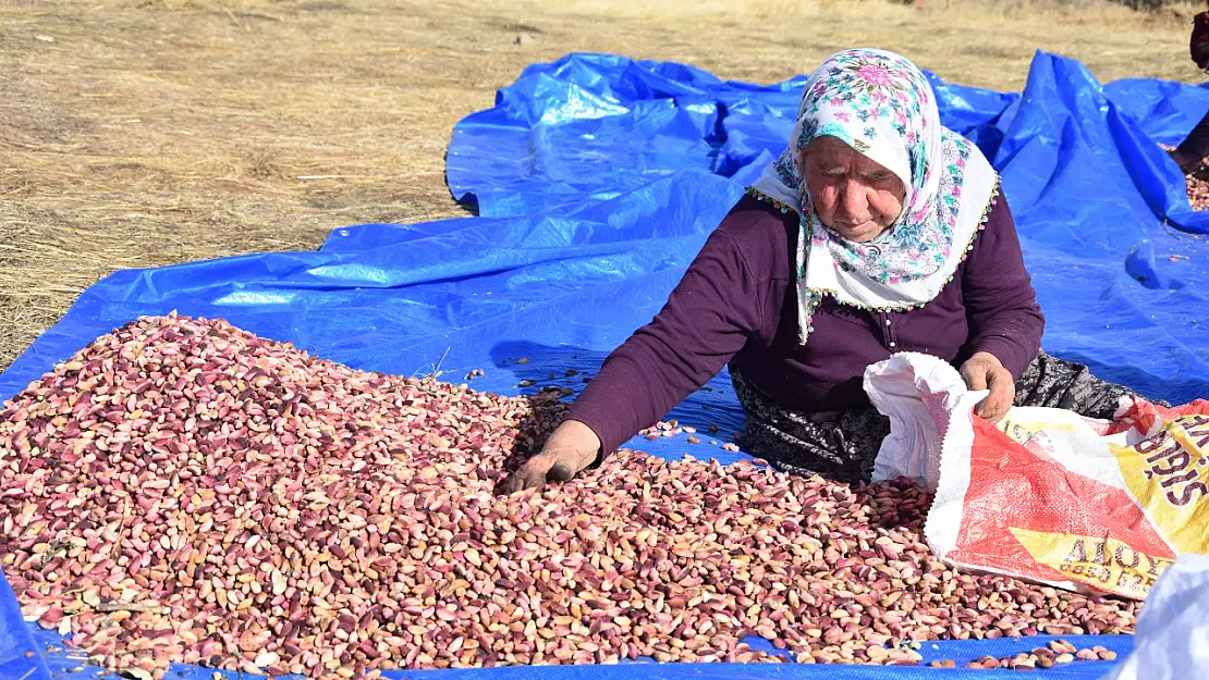 Anadolu'nun Bağrından Fıstığın Başkenti Gaziantep'e Fıstık Gönderiyor!