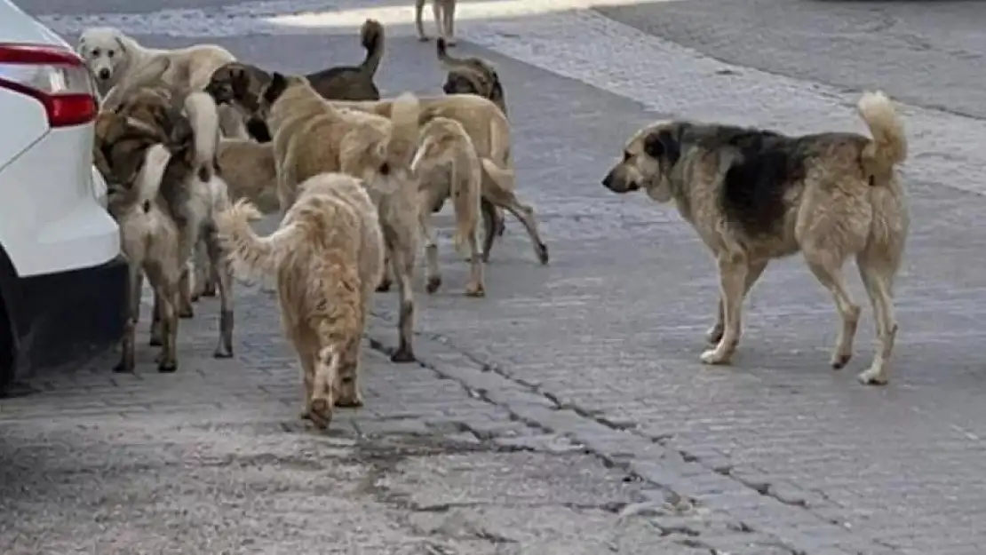 Ankara'da 15 Yaşındaki Çocuğa Köpekler Saldırdı