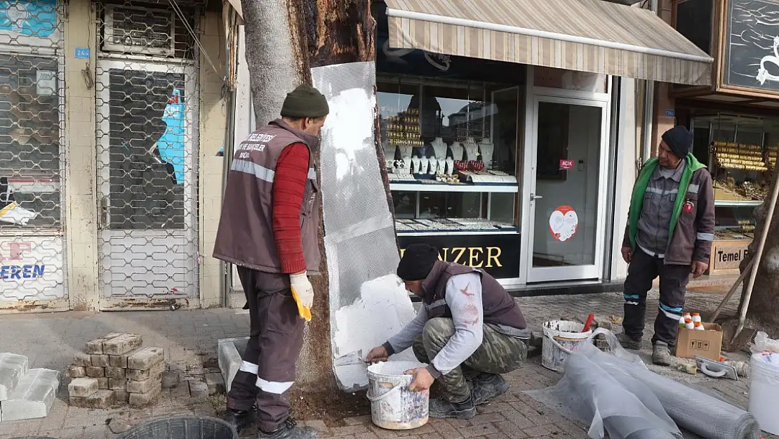 Asırlık Çınara İç-Dış Bakımı