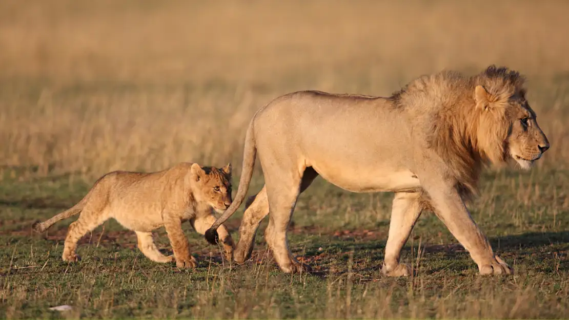 Aslan anne yeşil sandığı suya yavrusunu attı