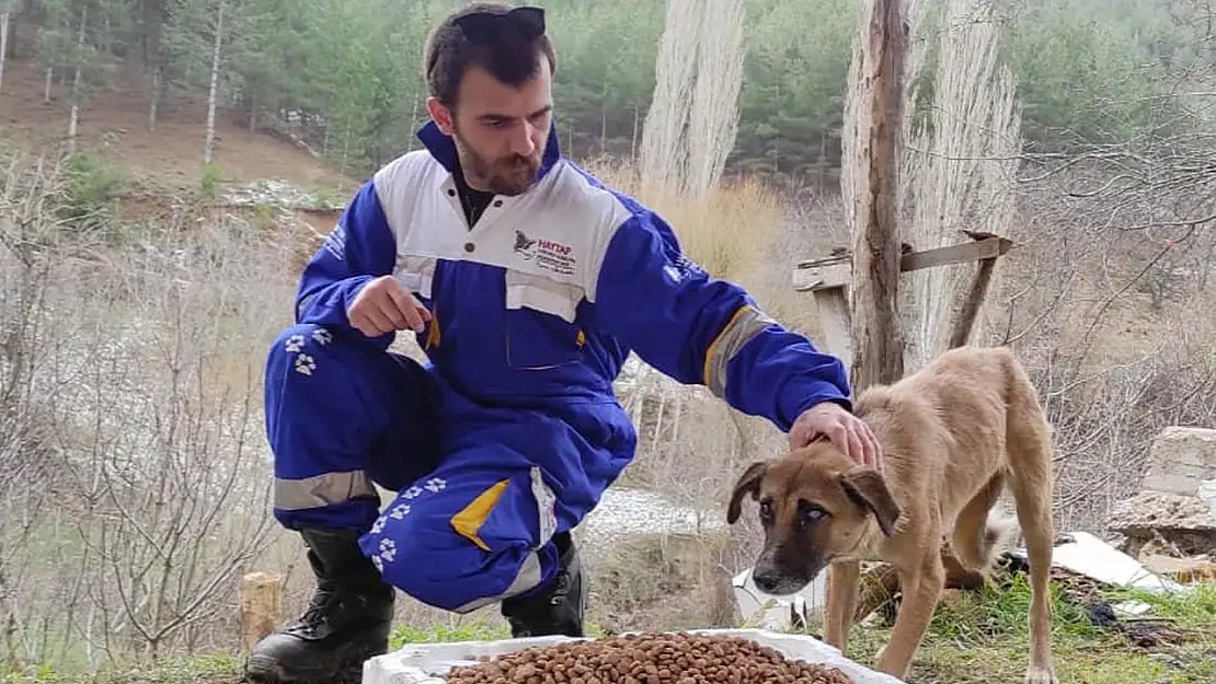 Aydın'da zehirlenen 5 sokak köpeği öldü