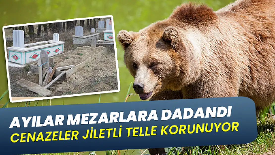 Ayılar mezarlara dadandı Cenazeler ayılardan jiletli telle korunuyor