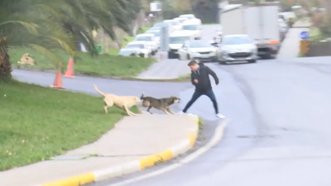 Bağcılar'da başı boş köpek dehşeti