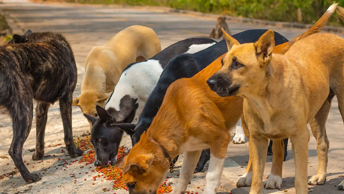 Başıboş köpek terörü bitmek bilmiyor!