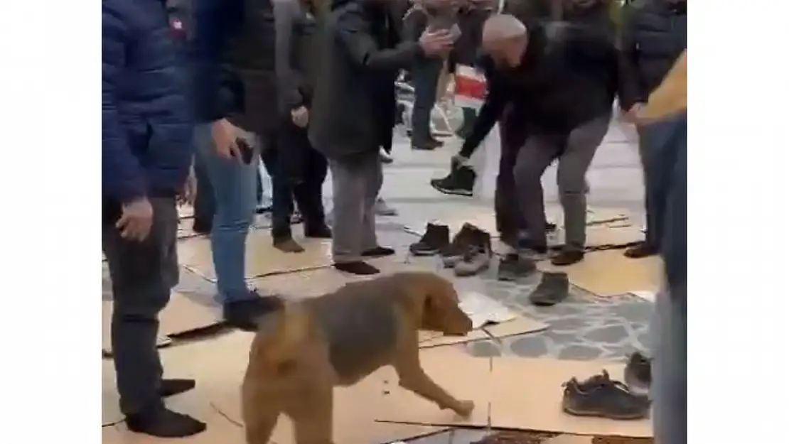 Başıboş köpekler cuma cemaatinin içine daldı, korku dolu anlar yaşandı