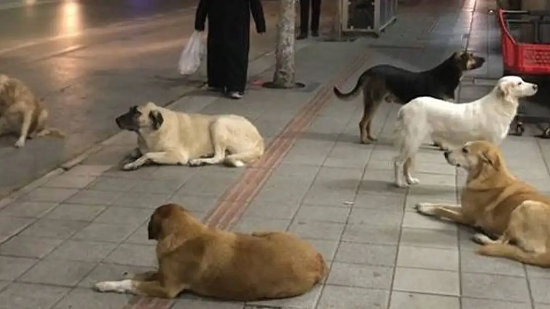 Başıboş köpekler için harekete geçildi