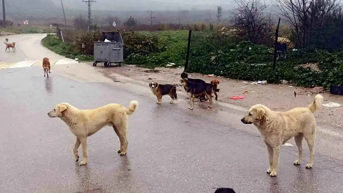 Başıboş Köpekler Onlarca Yavruyu Telef Etti