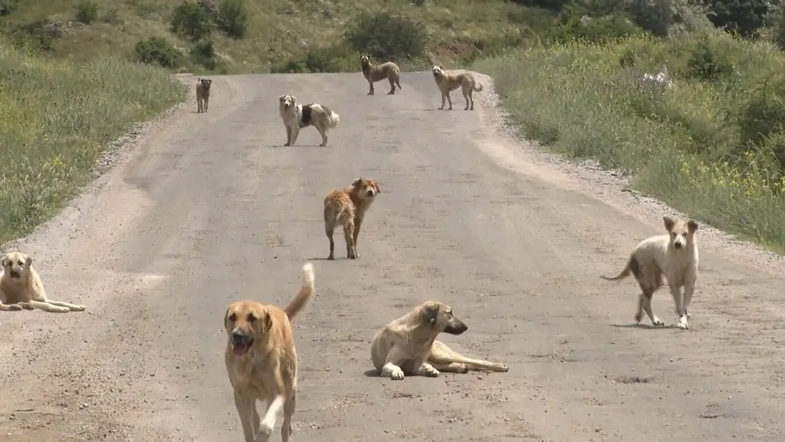 Başıboş köpekler sorununa bilimsel bakış