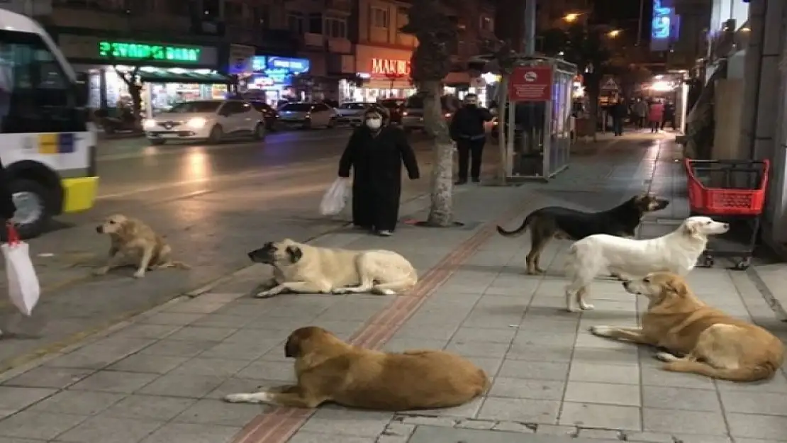 Başıboş Sokak Köpekleri Düzenlemesi Bitti! İşte Tüm Detaylar