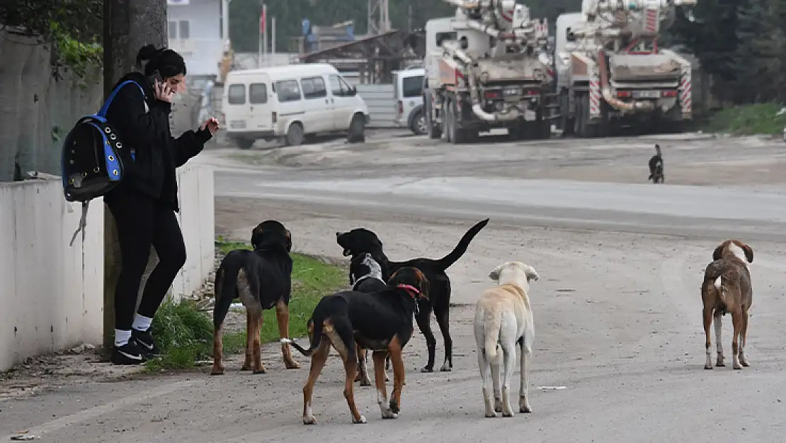 Belediyelere 'Acele' koduyla sokak hayvanları talimatı