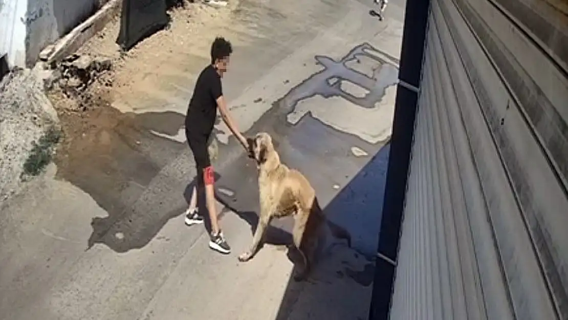 Beslediği Köpeğin Saldırısına Uğrayan Çocuk Az Daha Canından Oluyordu!