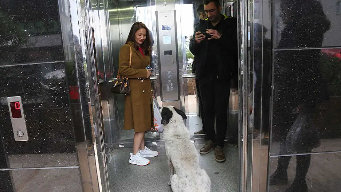 Bu köpekler asansörle seyahat ediyor