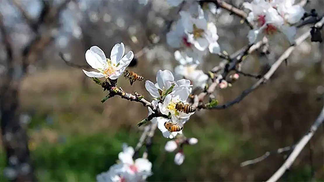 Cemre toprağa düştü ne demek? Cemre düşünce ne olur?