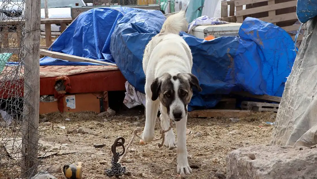 Çoban Köpeğinin Saldırdığı Çocuk Ağır Yaralandı