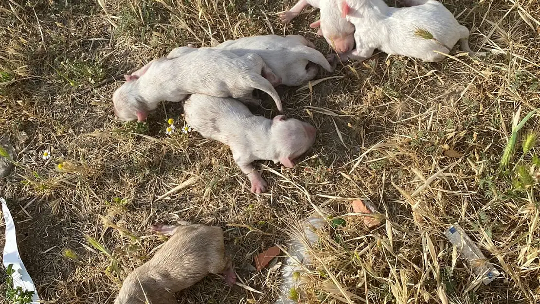 Çöp Konteynerından 6 Köpek Yavrusu Çıktı