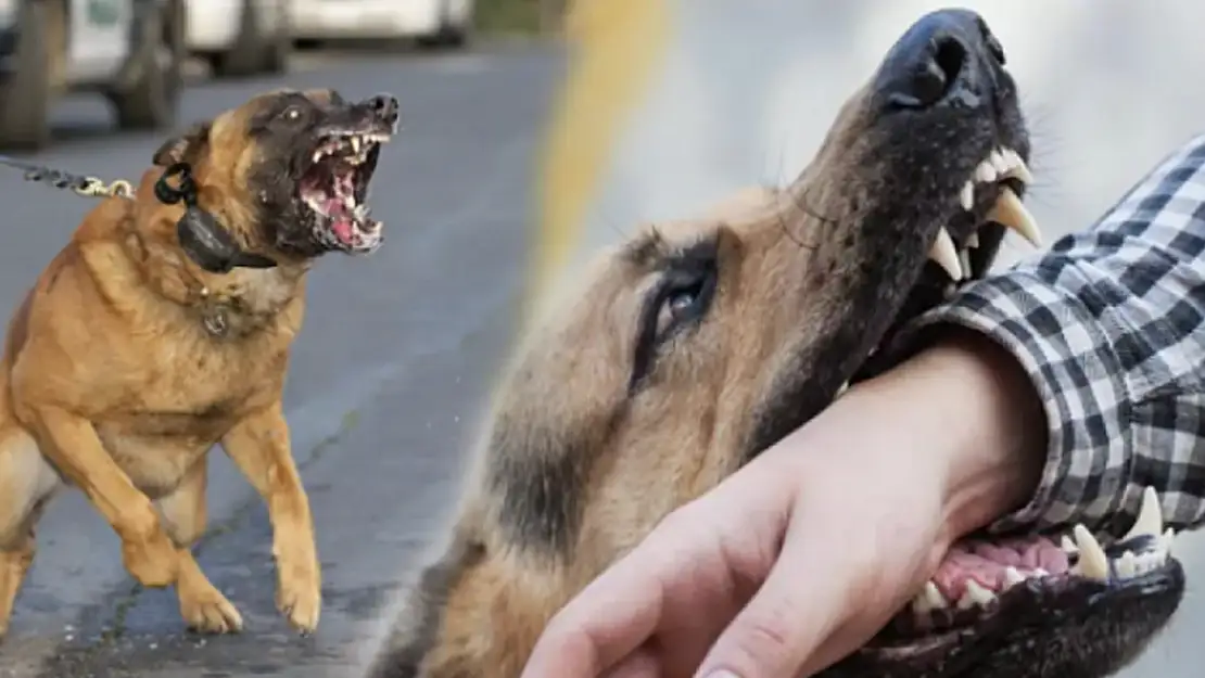 Cumhurbaşkanı Erdoğan Talimatı Verdi! Sokak Köpeği Sorunu Tarih Oluyor