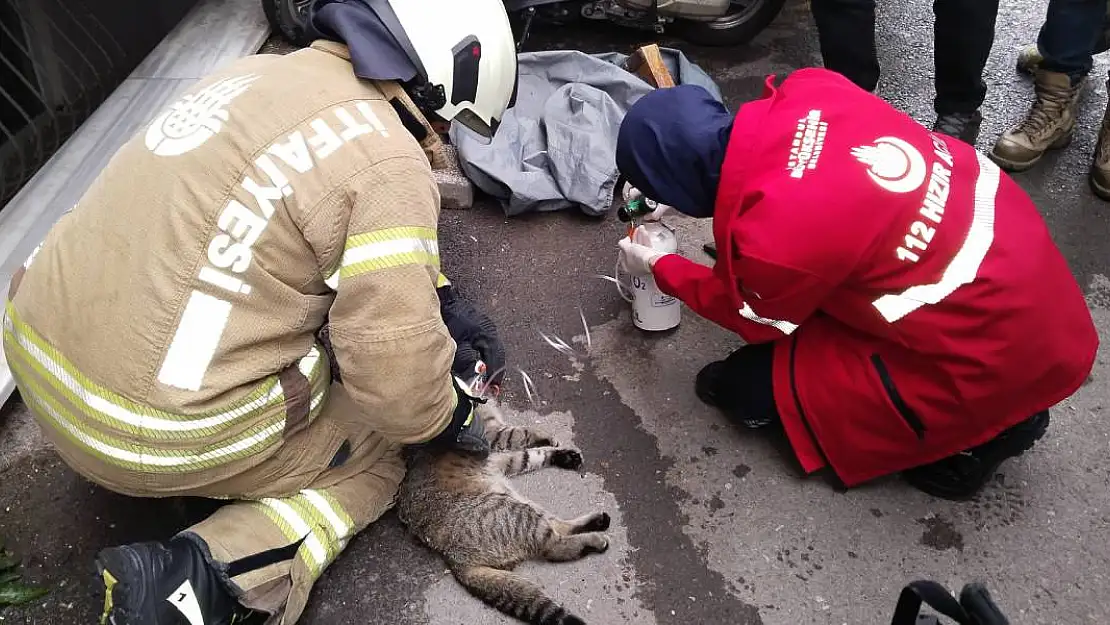 Dumandan Etkilenen Kedi Kalp Masajıyla Hayata Döndü