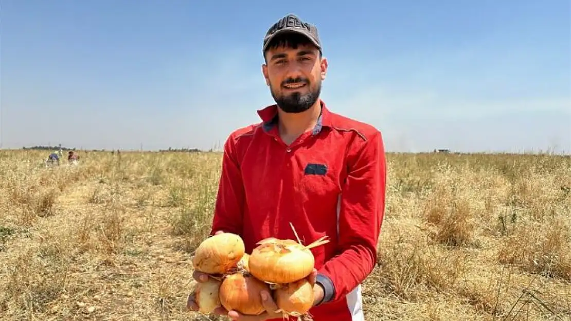 Ektiği Soğanı Satamayınca, Vatandaşa Ücretsiz Dağıttı!