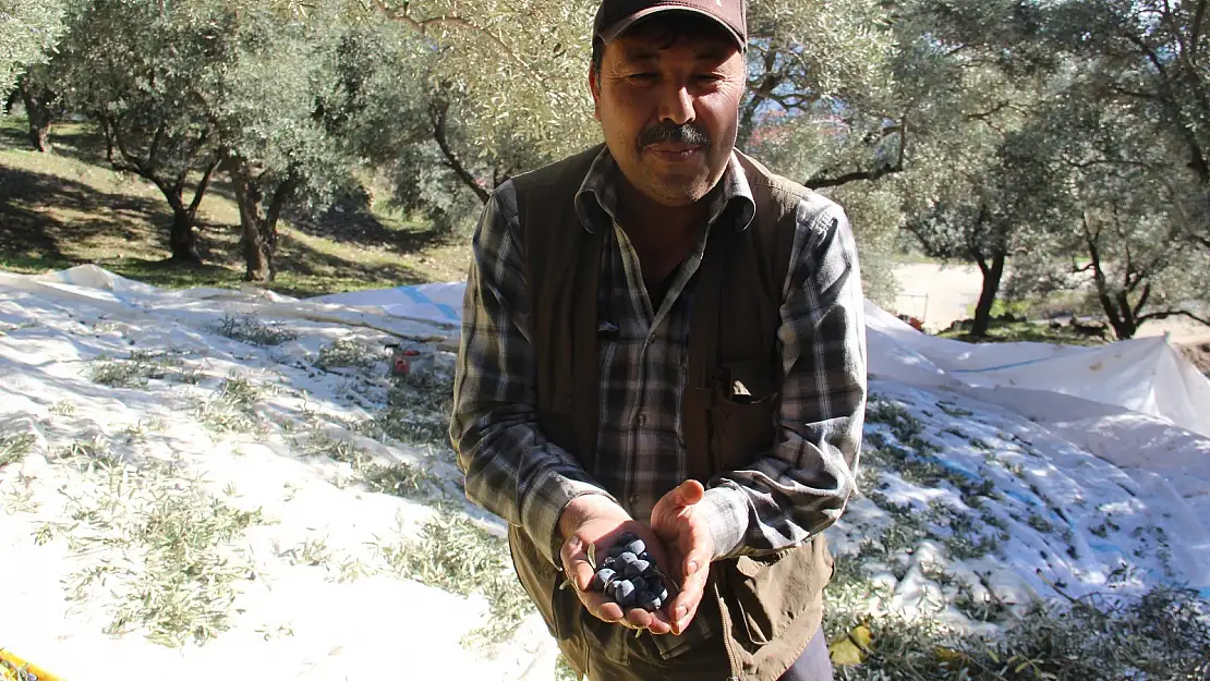 Ellerindeki zeytin değil adeta altın