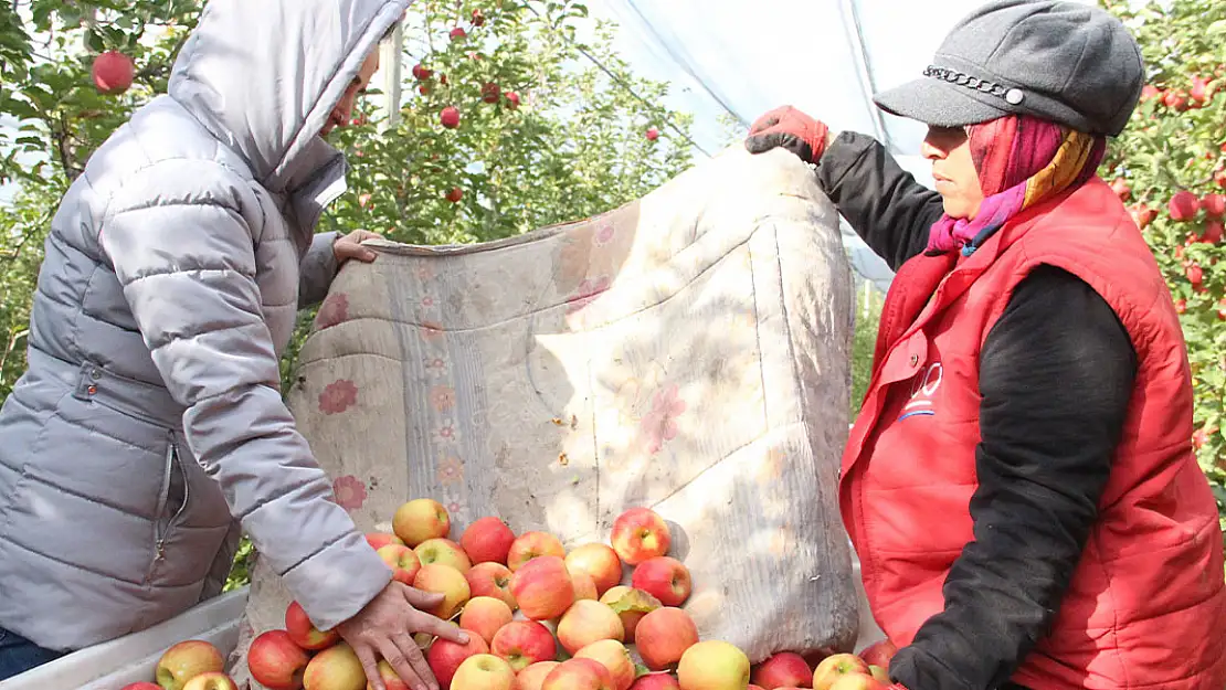 Elma üretişinin market isyanı 4 katına satılıyor