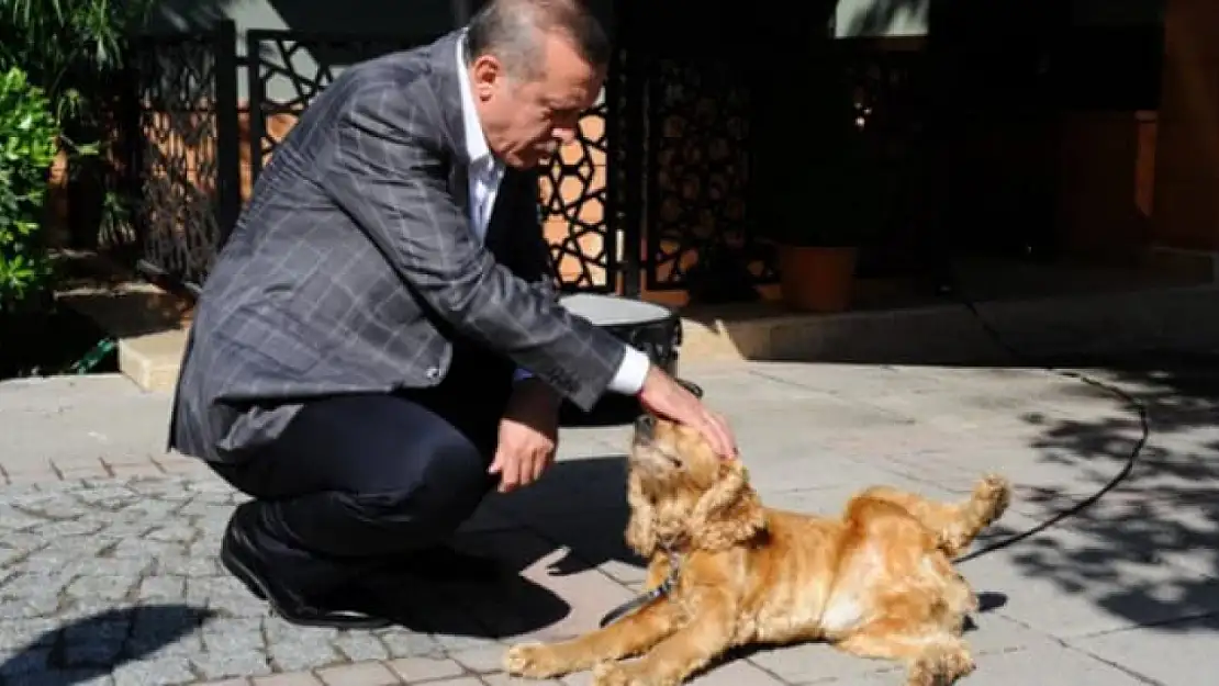 Erdoğan: Köpeklerin Sahiplenilmesi İçin Kampanyalar Yapılacak