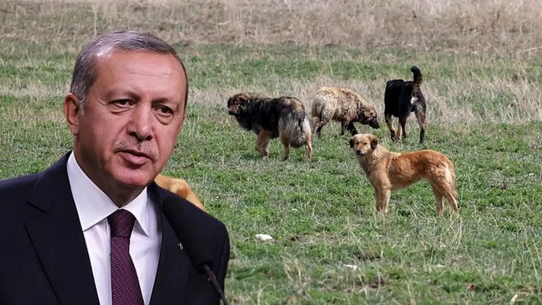 Erdoğan Sokak Köpeği Sorunu Konusunda Net Konuştu: Katil Sürülerine Methiyeler Düzenler Bize Merhamet Nutku Çekemez!