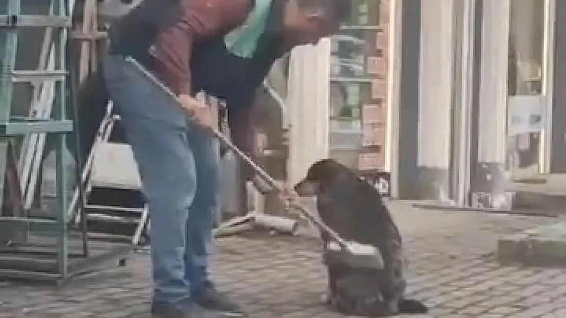 Esnafın Sokak Köpeğini Temizledi Anlar Gülümsetti