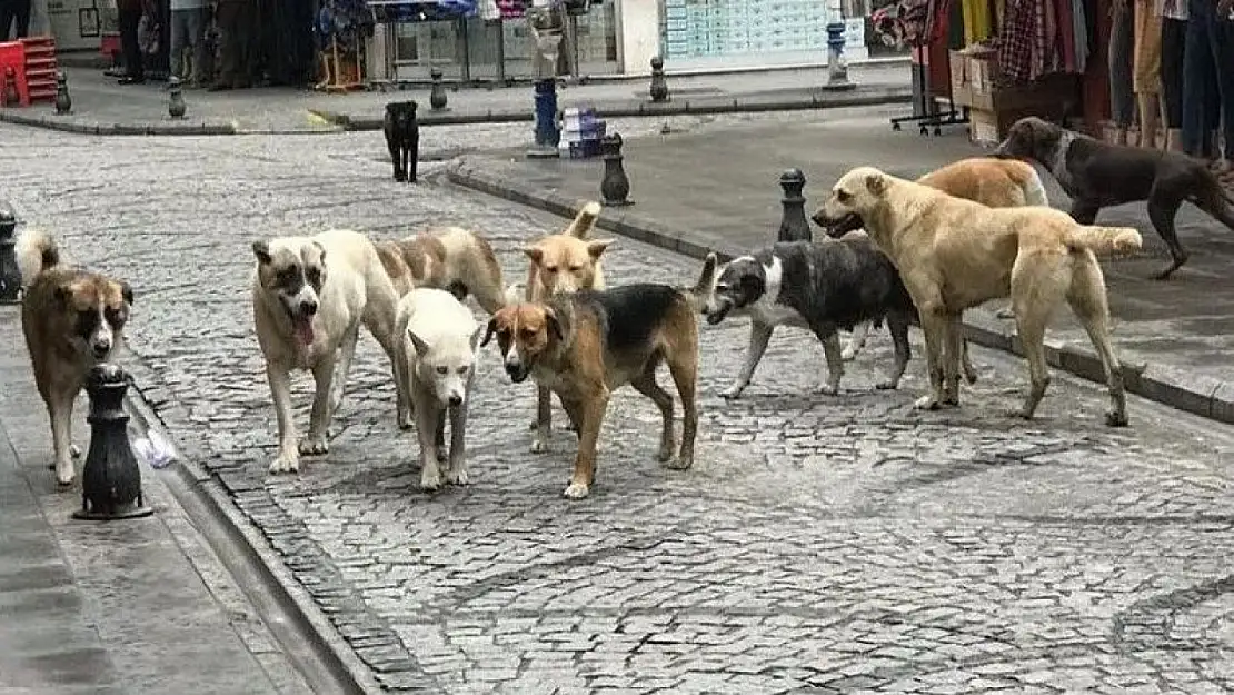 Flaş Gelişme! Sokak Köpeklerine İlişkin Kanun Teklifinden Ötanazi Kelimesi Çıkarılacak