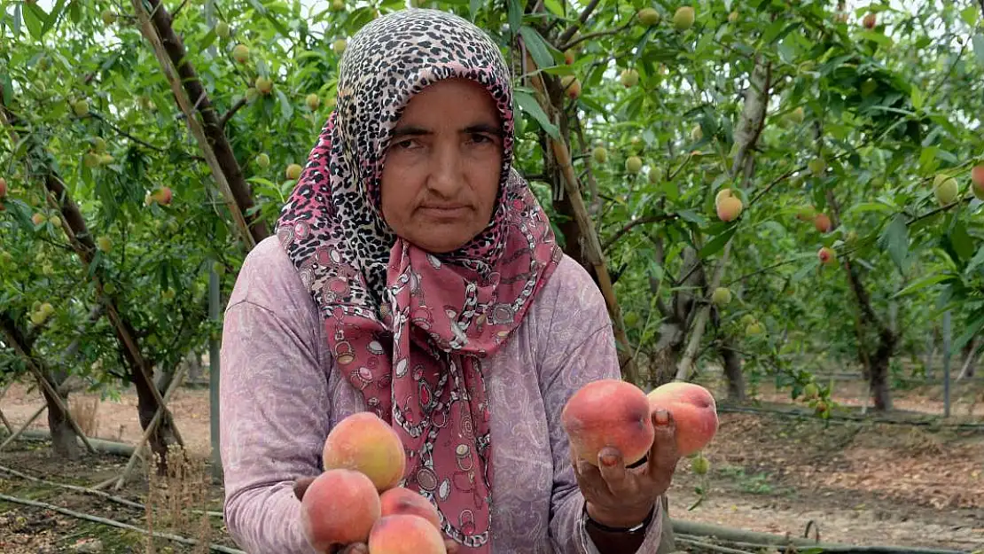 Hasadı Başladı Tadına Bile Bakamadan İhracata Gidiyor