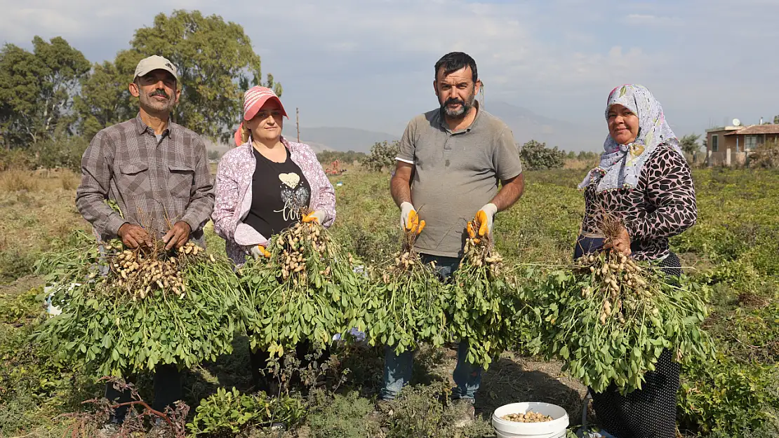 Hatay'da Günlüğü 1000 TL'ye Çalışacak Fıstık İşçisi Bulunamadı