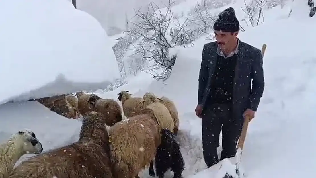 Hayvanlarını Beslemek İçin Kardan 4 Metre Tünel Kazdı