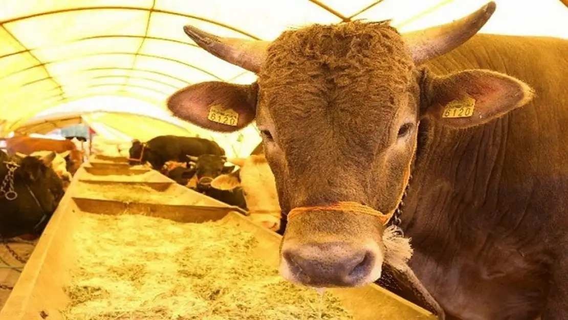 İstanbul'da Hayvan Kesim Noktaları Belli Oldu