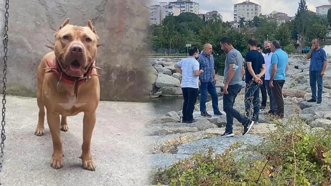 İstanbul'da Pitbull Dehşeti! 2 Kişiyi Yaraladı