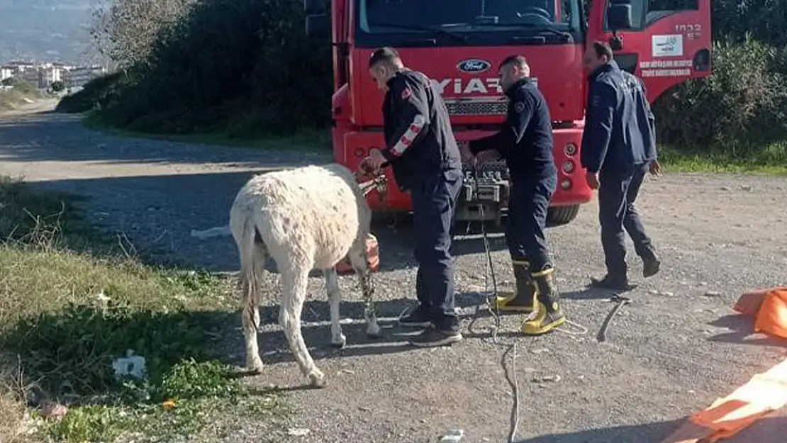 İtfaiyeden eşek operasyonu