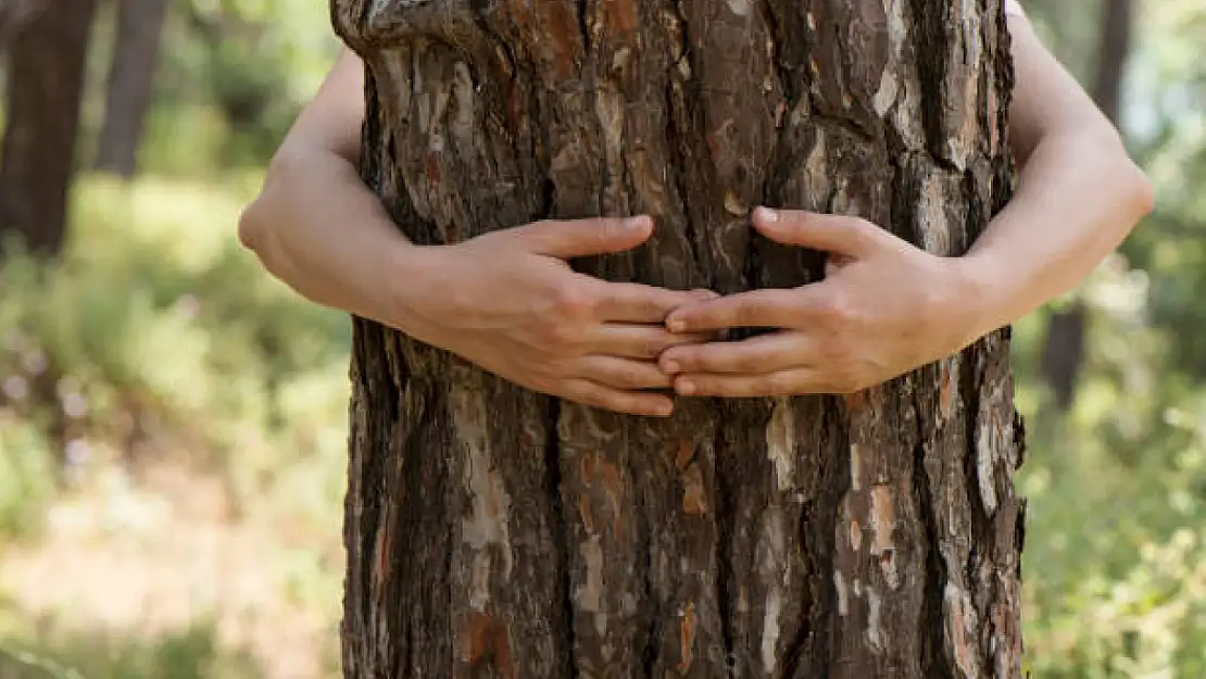 İzmir'de Ağaca Sarılıp Meditasyon Yapma Olayının Aslı Ne?
