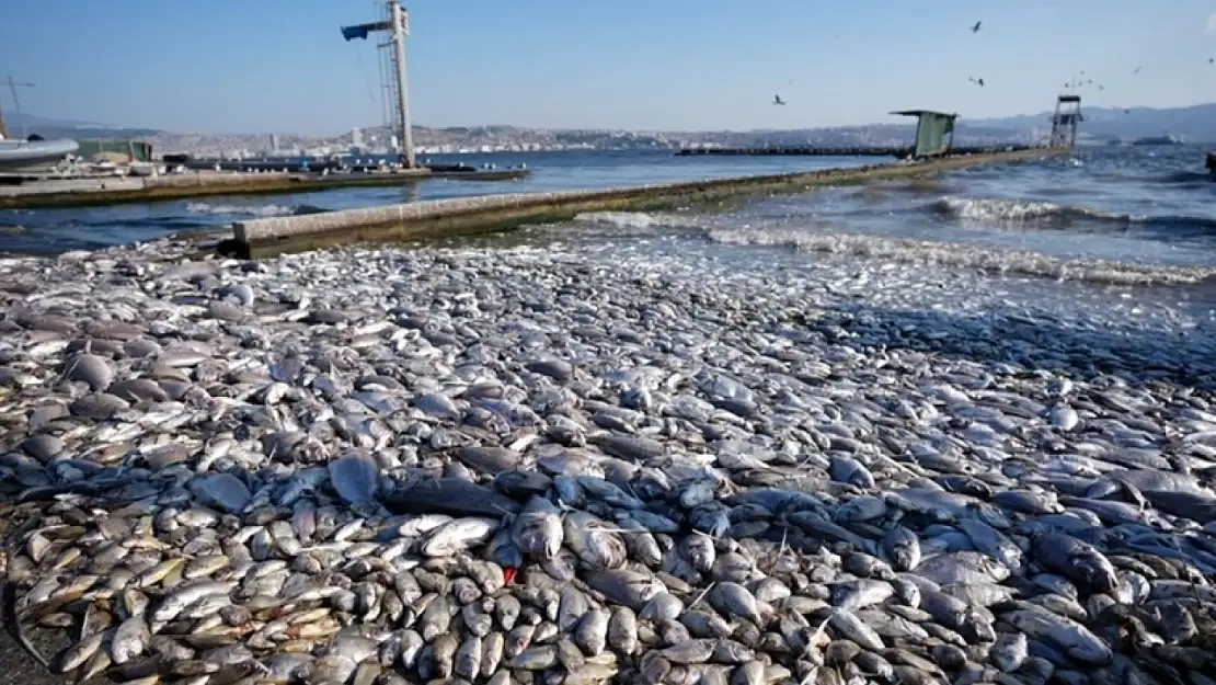 İzmir'in kötü kokusuna CHP'den tepki geldi!