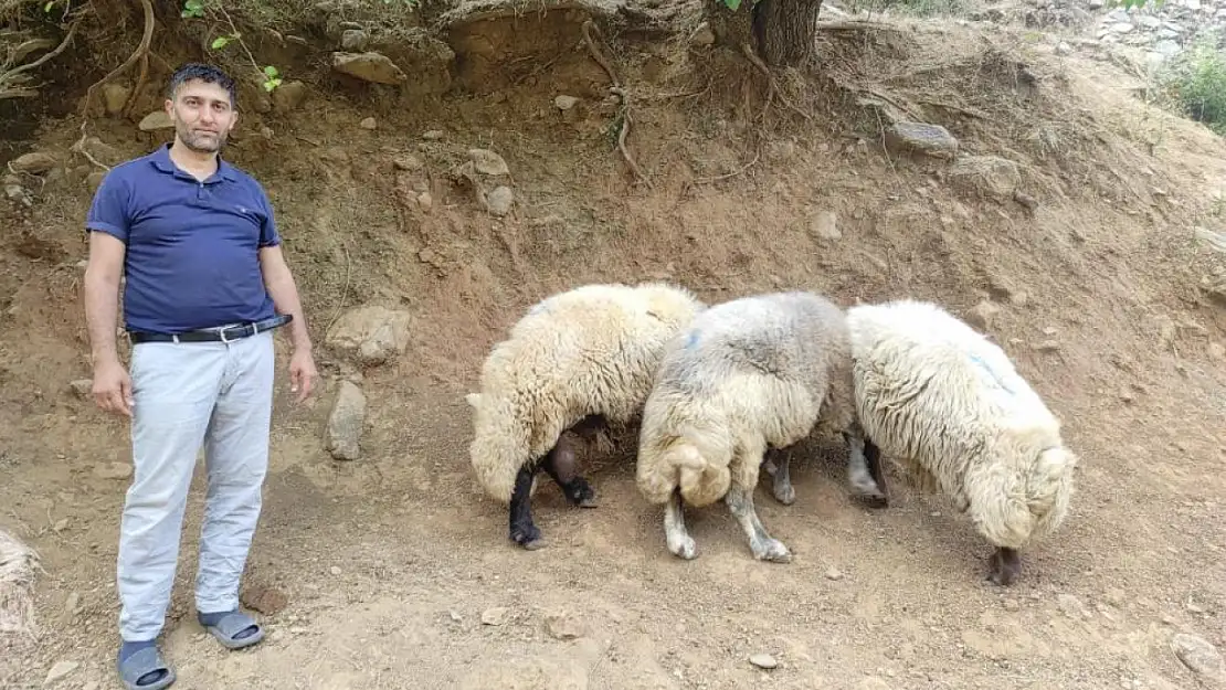 Kaçan Kurbanlıklar 20 Kilometre Uzakta Bulundu