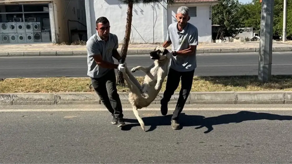 Kanun Teklifine Hayır Oyu Kullanan DEM Partili Belediyeler Sokak Köpeklerini Toplamaya Başladı