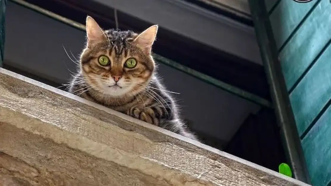 Kediyi 5. Kattan Aşağı Atan Sınıf Gözetmeninin Cezası Belli Oldu!